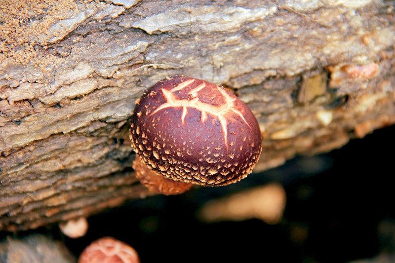 _MG_9750.jpg