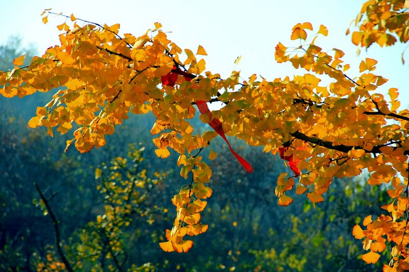 _MG_9964.jpg