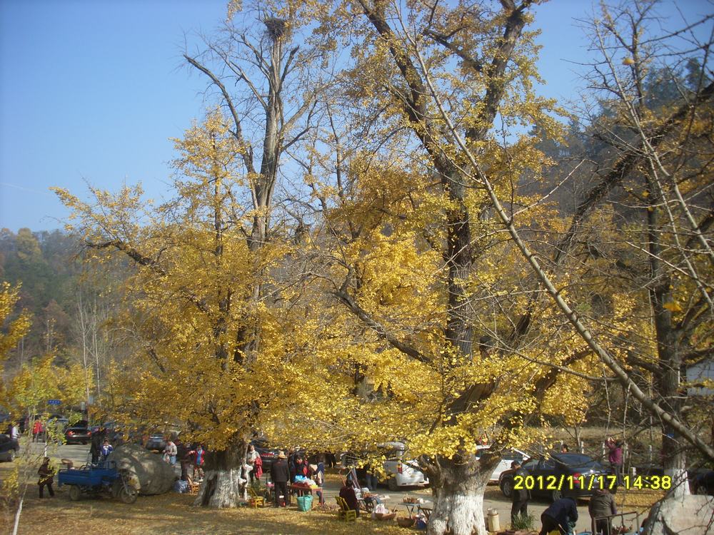 SL381665.JPG