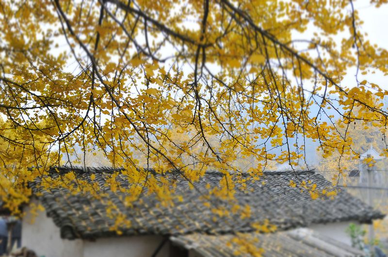 DSC_83771.jpg