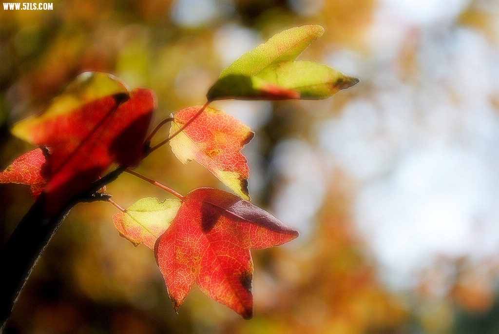 DSC_0398.jpg