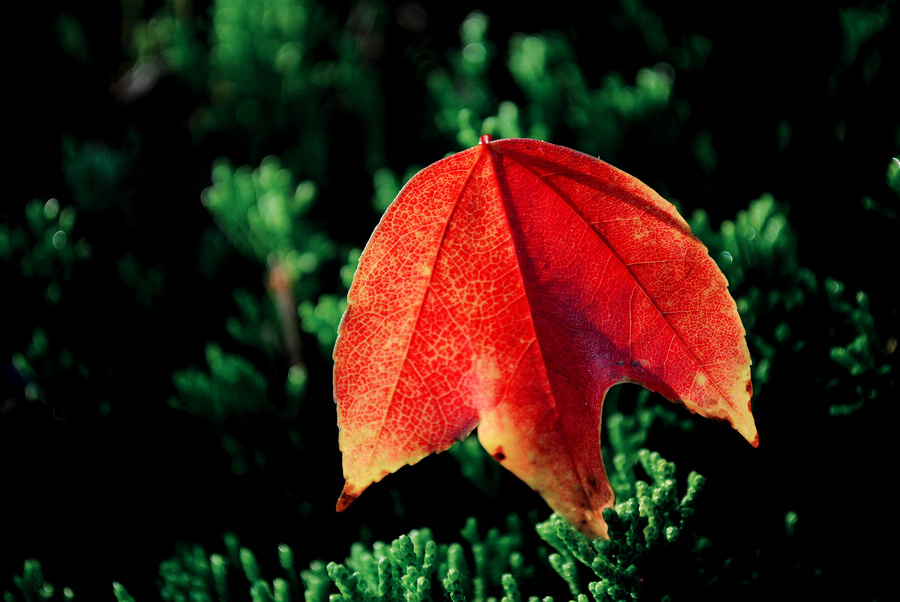 DSC_0186 (67).jpg