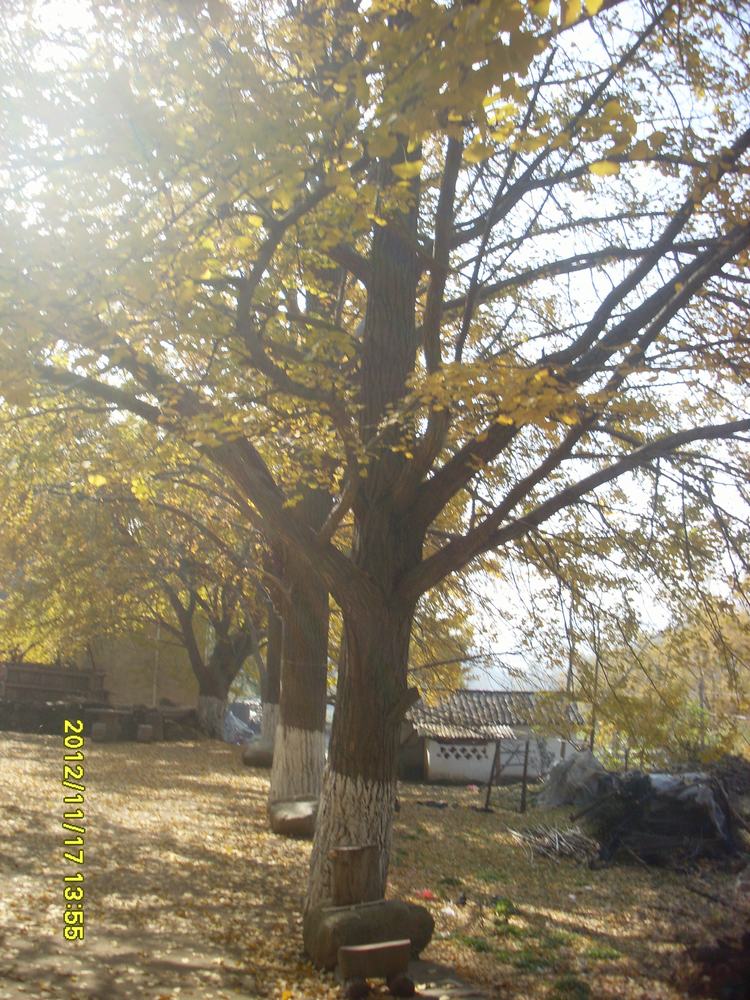 SL381633.JPG