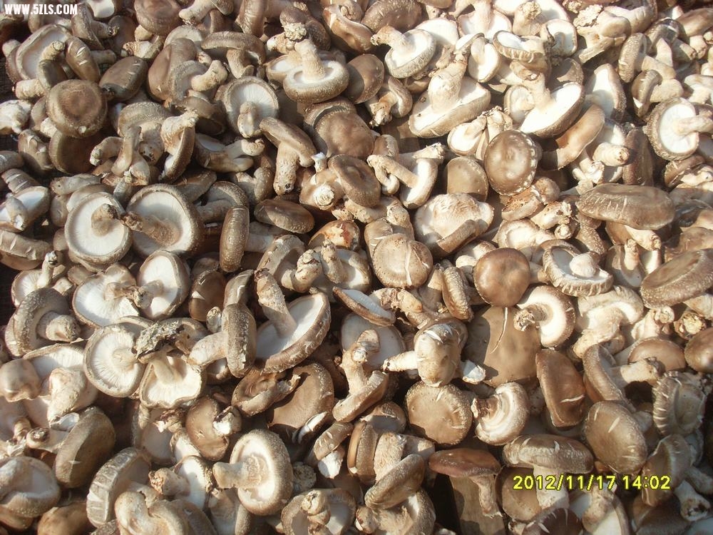 SL381640.JPG