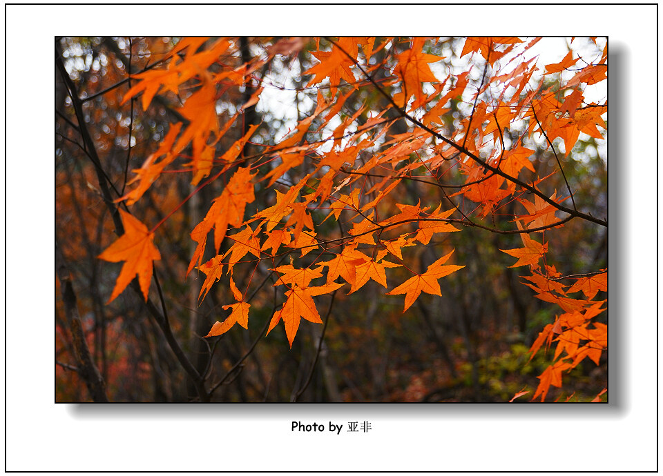 DSC02250a.jpg