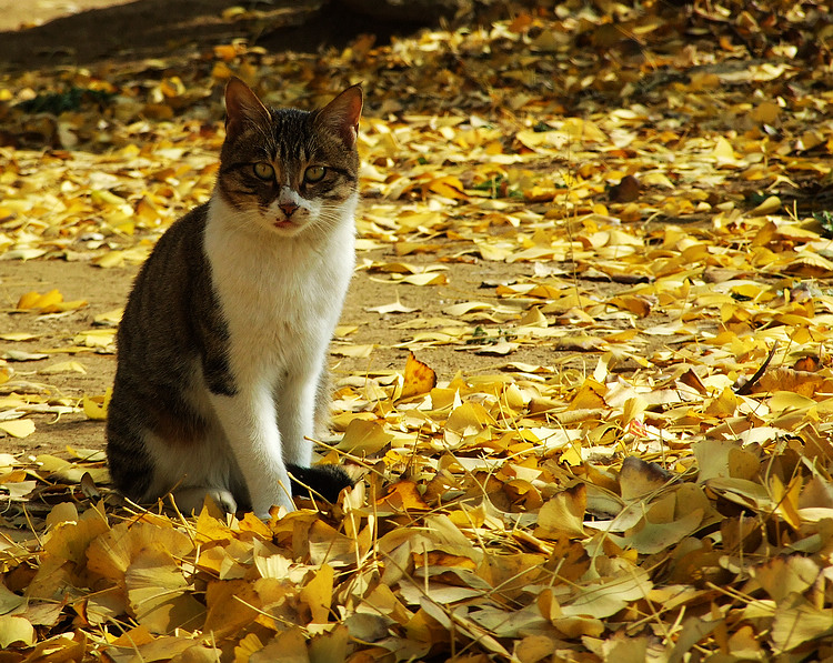 Ƭ 029.jpg