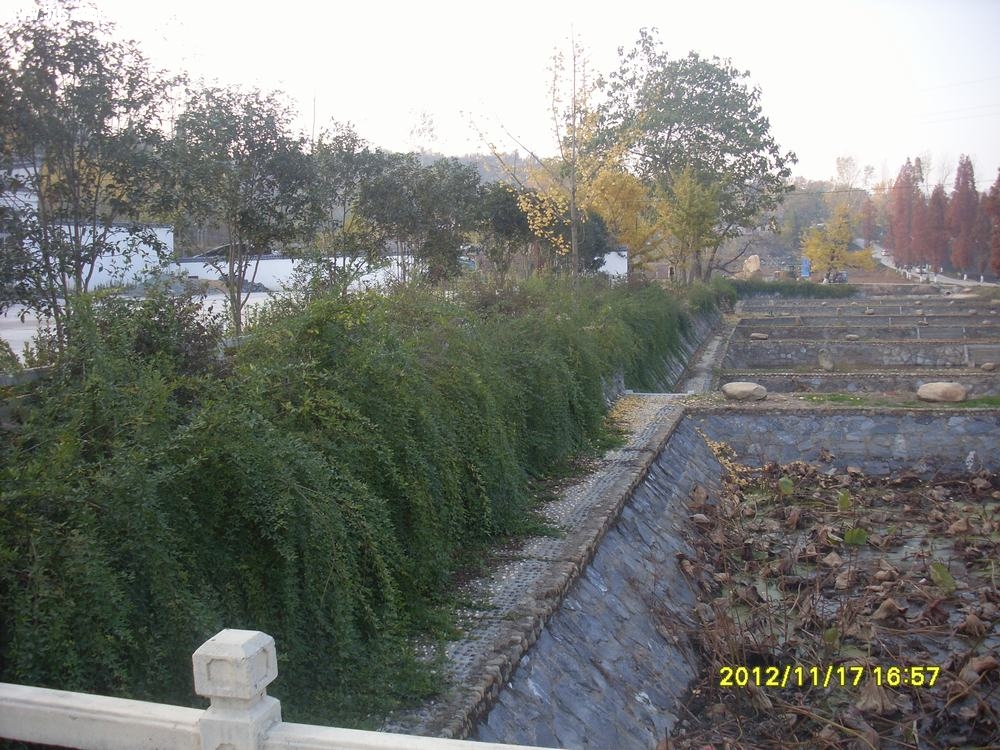 SL381775.JPG