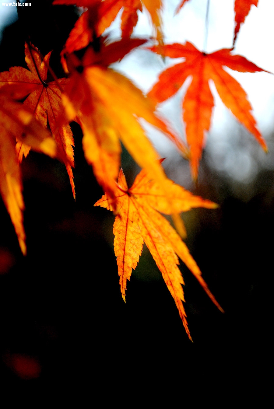 DSC_01141.jpg