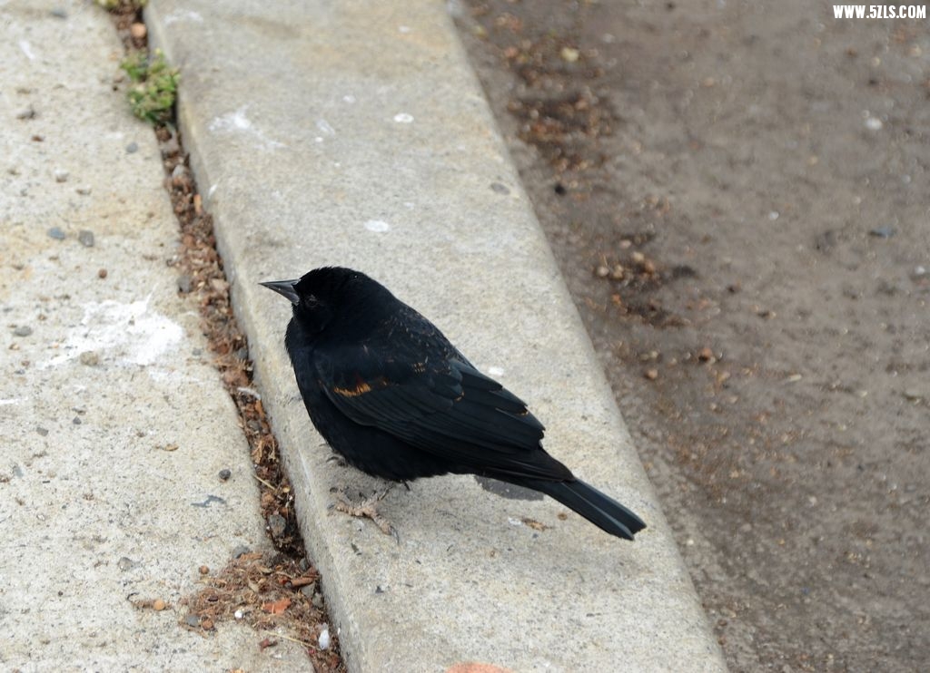 DSC_1931.jpg