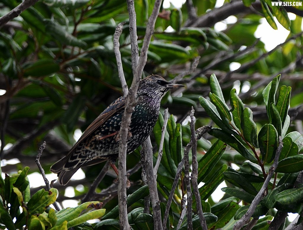 DSC_1932.jpg