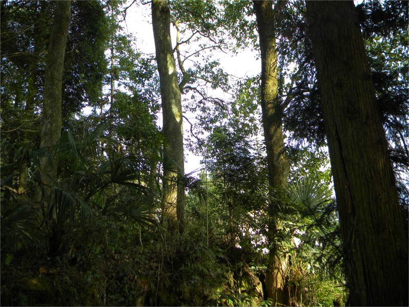 conew_Ƭ 061.jpg