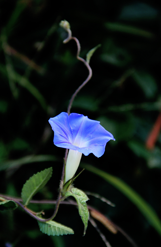 img_5288ac.jpg