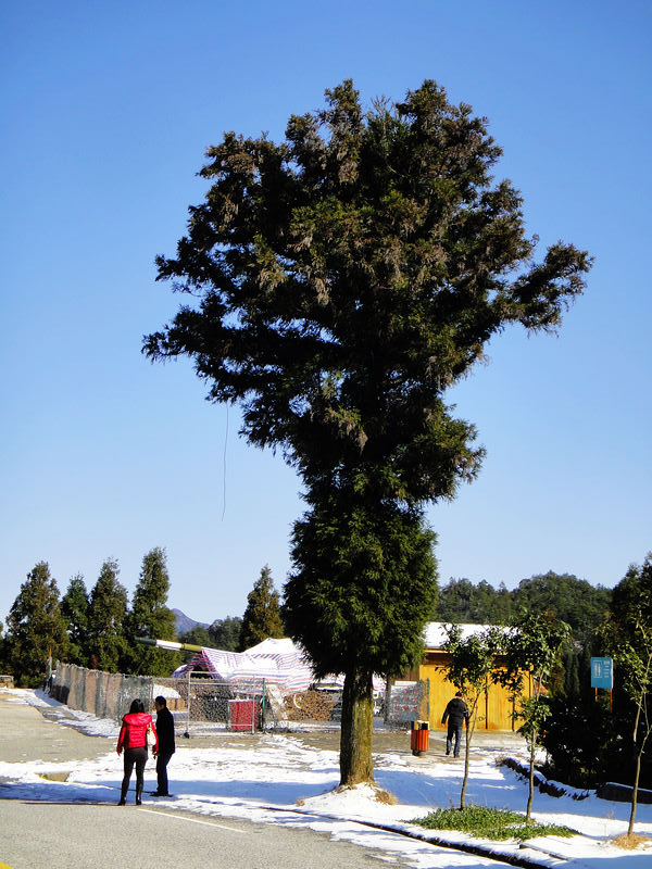 dsc08620.jpg
