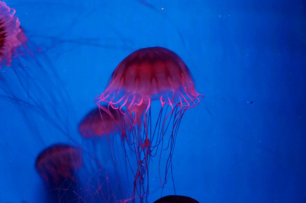 dsc09477.jpg