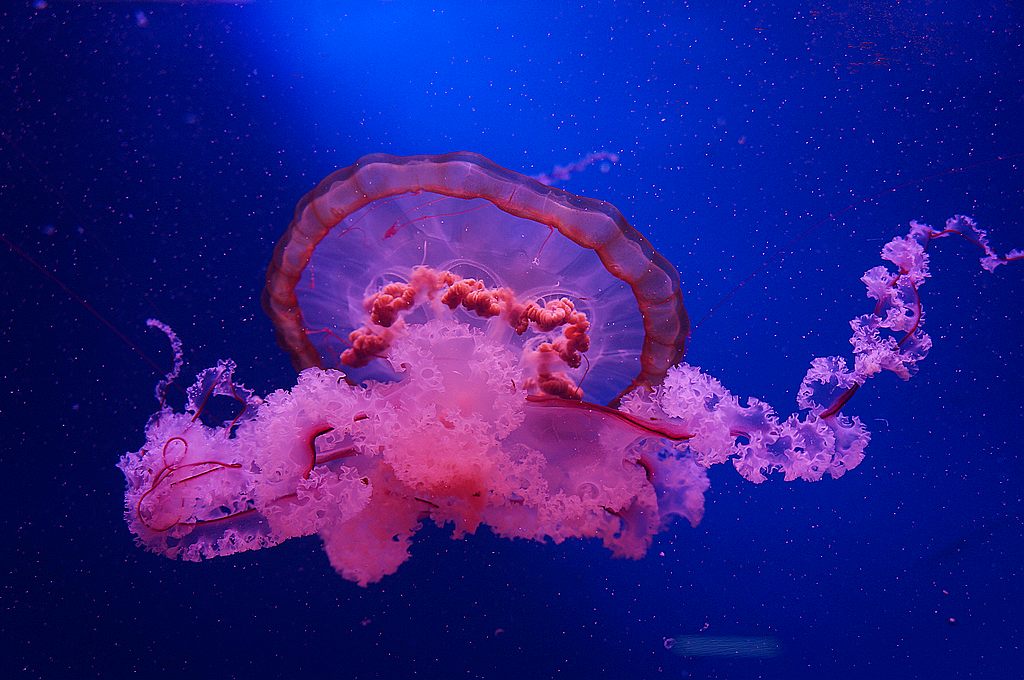 dsc09742.jpg