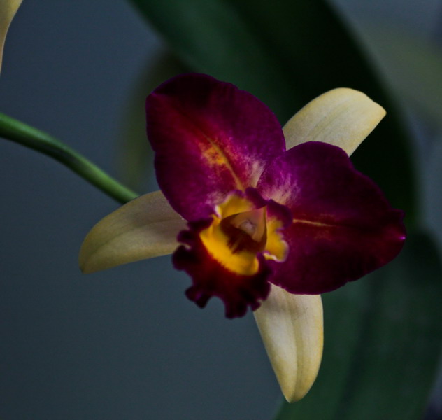img_4857_СС.jpg