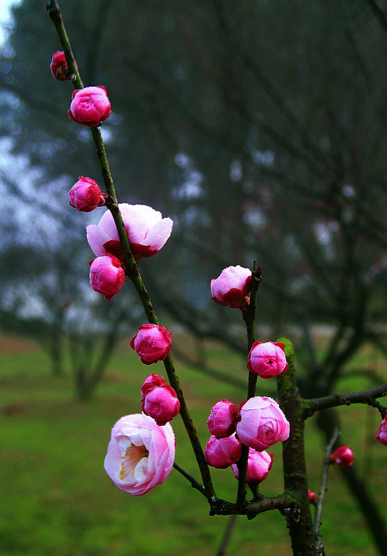 dscn7508ac.jpg