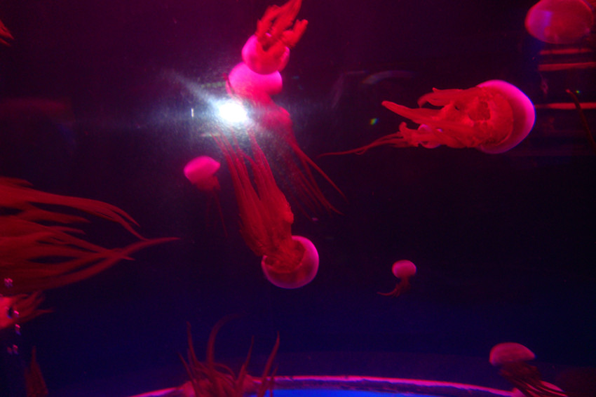 dsc09252_.jpg
