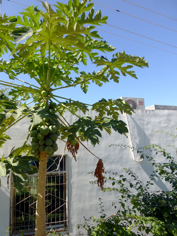 p1000857.jpg