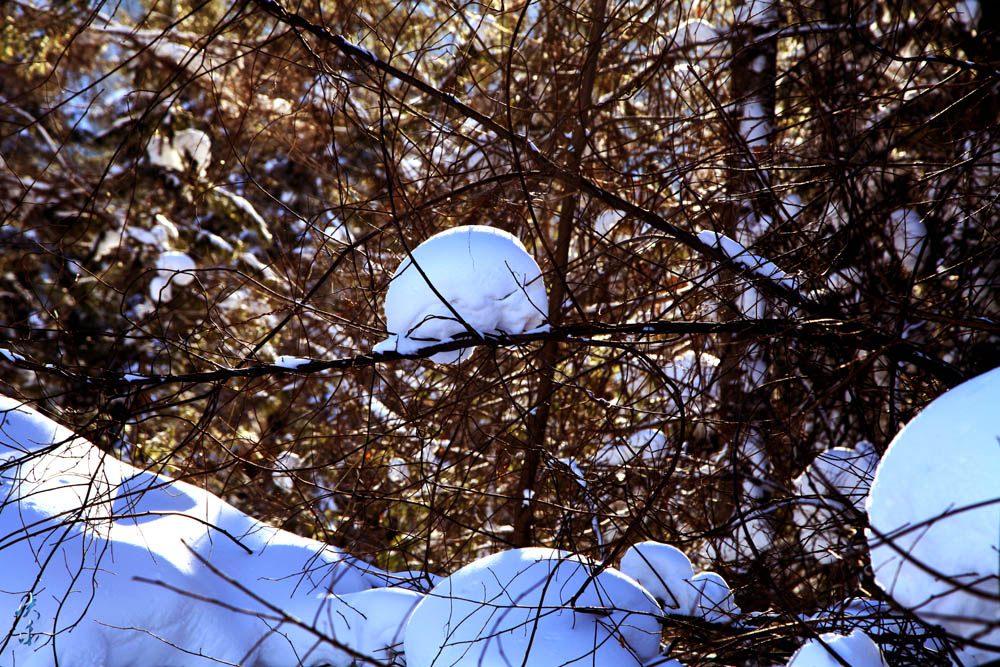img_2936.jpg