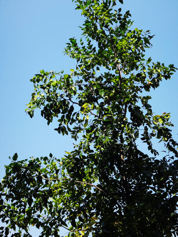 dsc03408.jpg