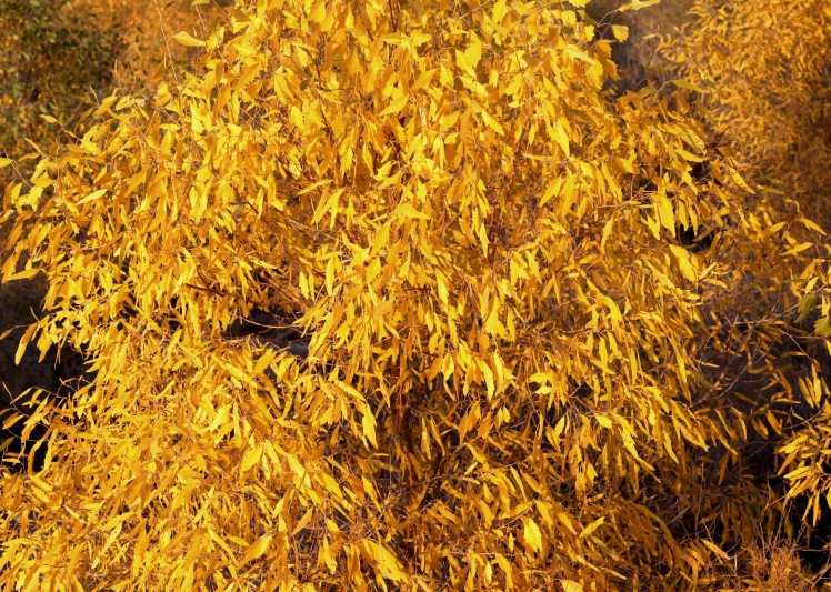 130930-1006 433_conew1.jpg