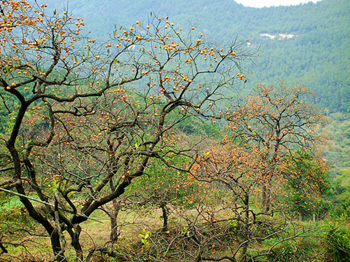 dsc01484____.jpg