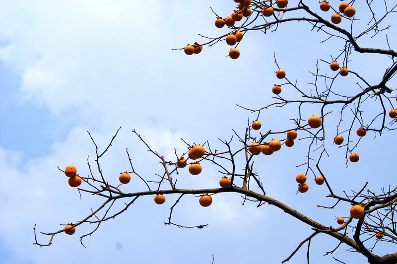 pict0075_.jpg