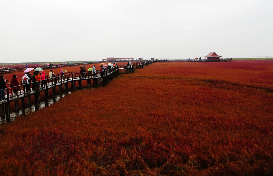 红海滩1.jpg