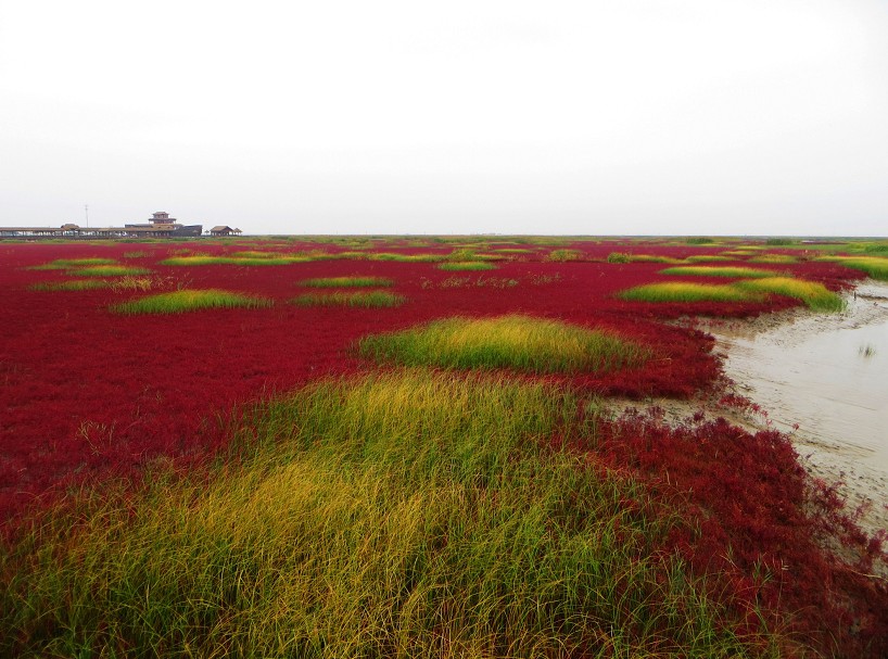 红海滩7.jpg