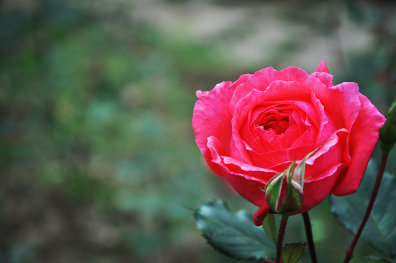 dsc_0258_.jpg