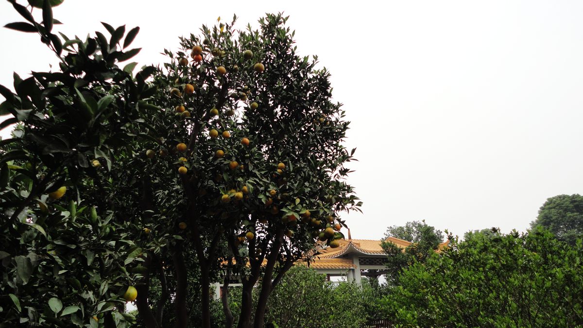 neo_img_dsc05506.jpg