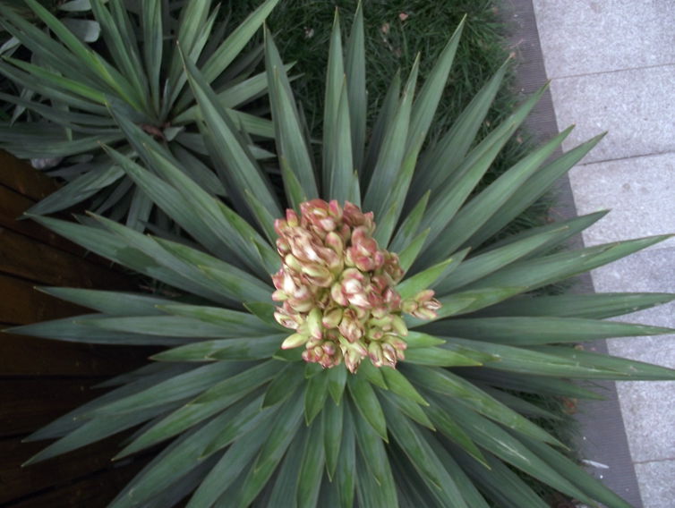 dscf5009.jpg