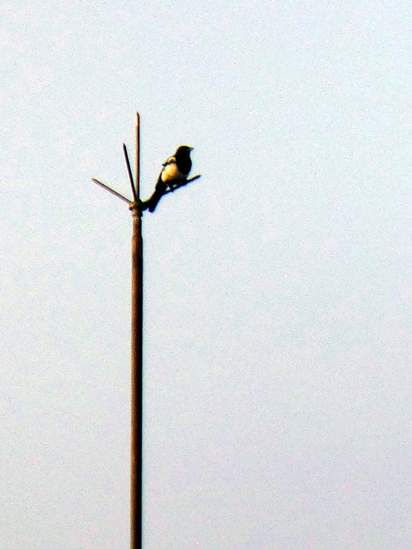 p1120429.jpg