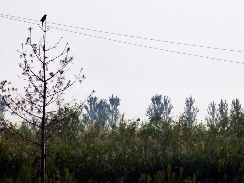 p1120432.jpg