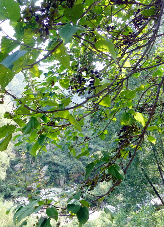 p1120020.jpg
