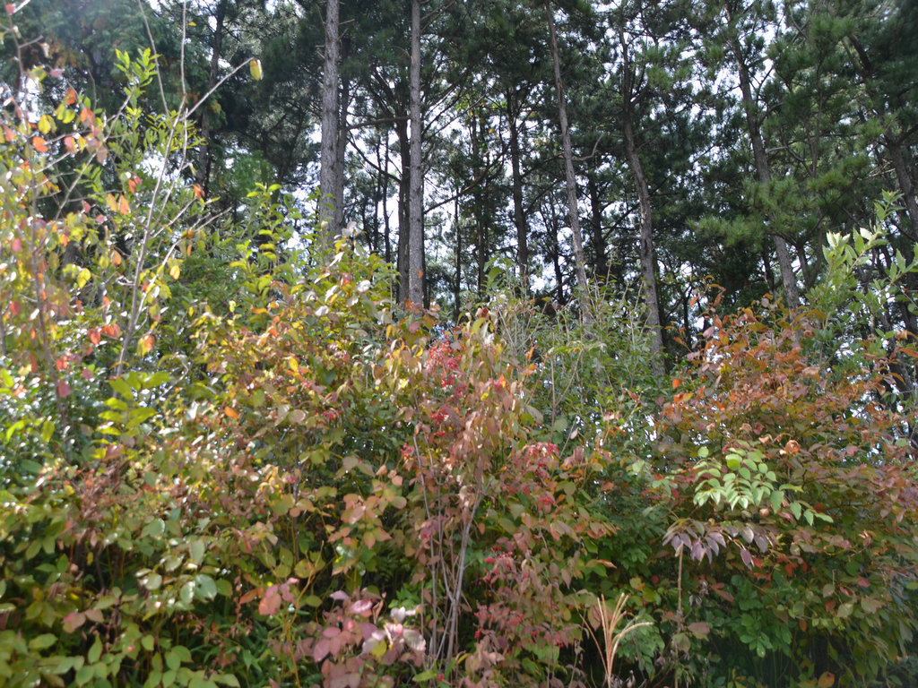 dsc_0863.jpg