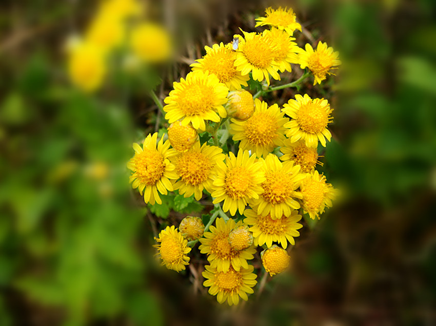 dsc02087_.jpg