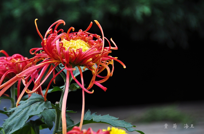 dsc_03650.jpg