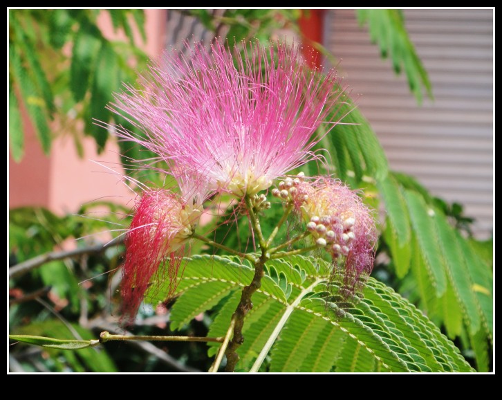 dsc04029_conew1.jpg