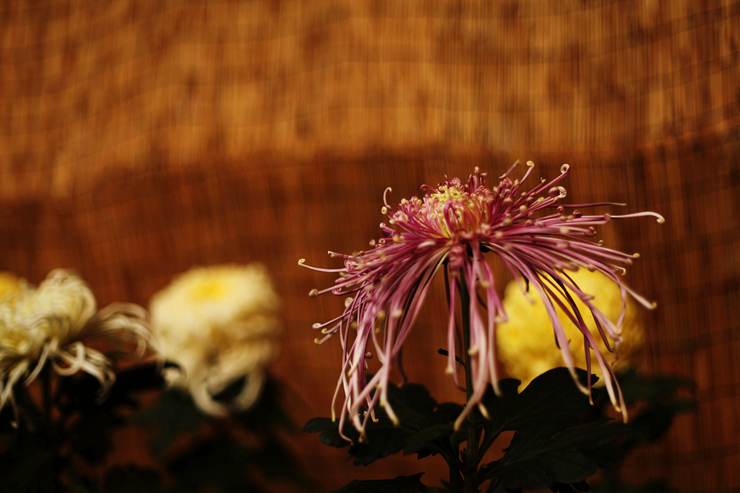 img_5763_.jpg
