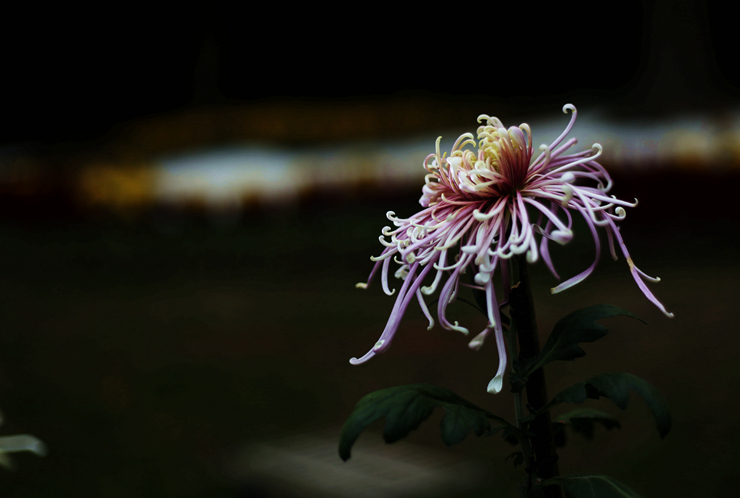 img_5765_.jpg
