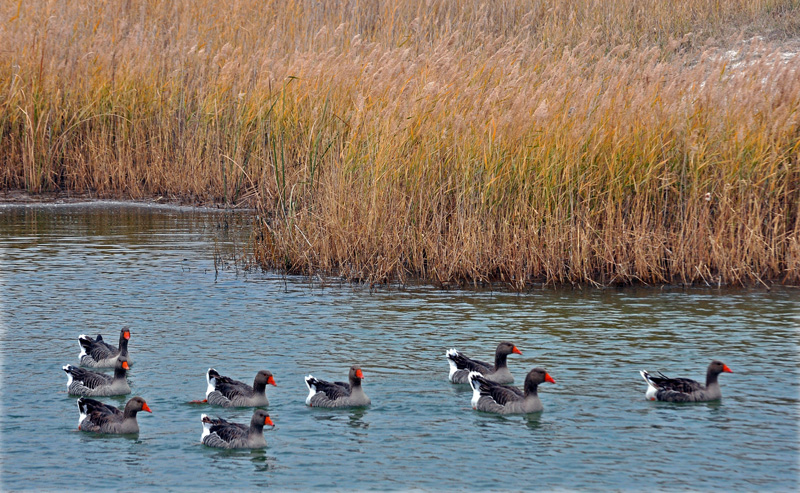 dsc_0858.jpg