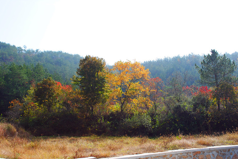dsc_0001__.jpg