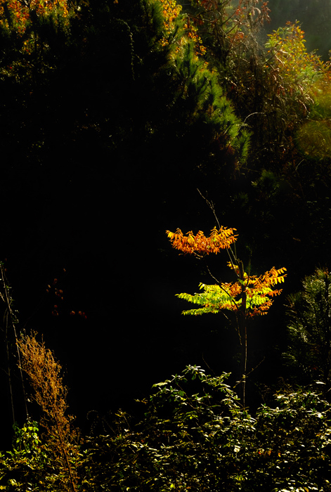 _dsc3654.jpg