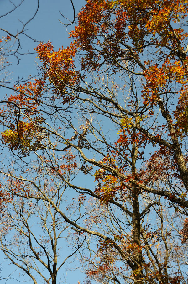 dsc_0652.jpg