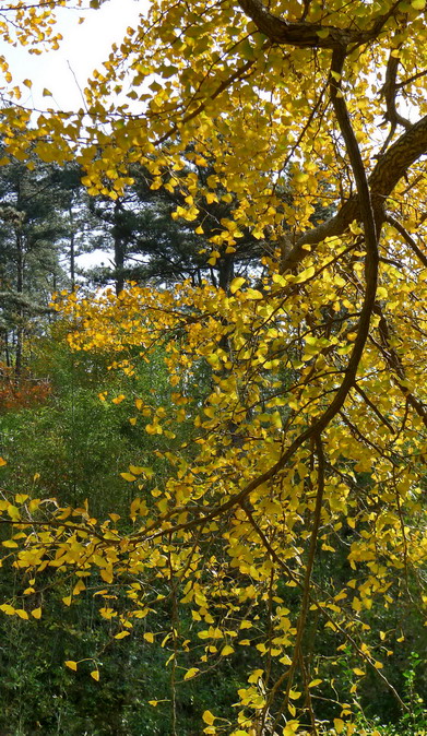 p1230994-1_СС.jpg