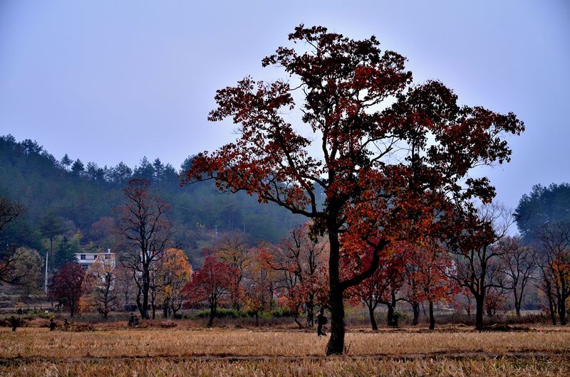 dsc_7147.jpg