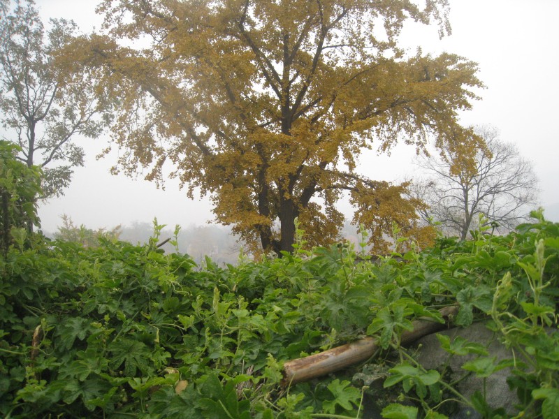 conew_img_4409.jpg