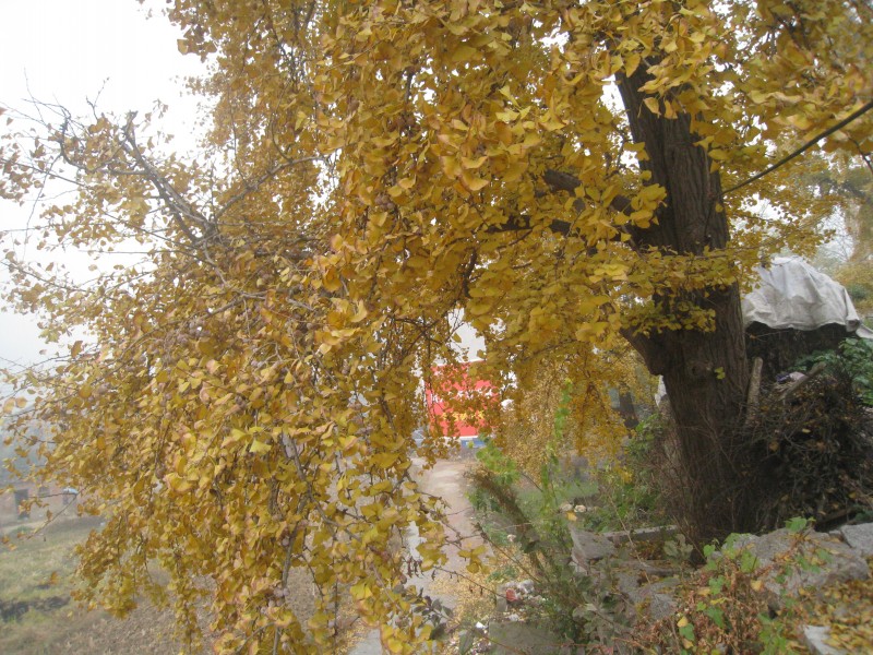 conew_img_4485.jpg